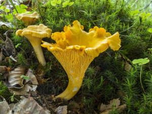 Výstava hub se uskuteční d 17. do 21. září v Jihočeském muzeu v Českých Budějovicích.