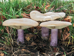 Výstava hub se uskuteční d 17. do 21. září v Jihočeském muzeu v Českých Budějovicích.