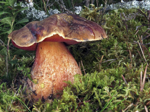 Výstava hub se uskuteční d 17. do 21. září v Jihočeském muzeu v Českých Budějovicích.