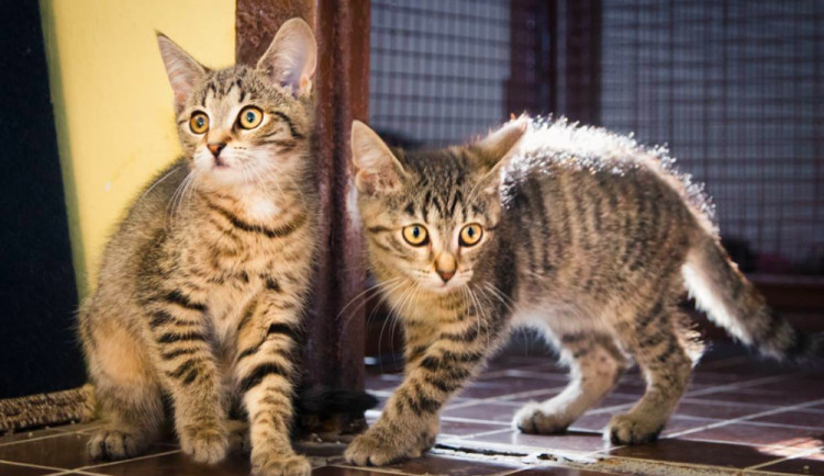 HLEDÁME PÁNÍČKA: Veselá, hravá a milá koťata hledají nový domov