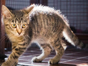 Mia, Lili a Matýsek