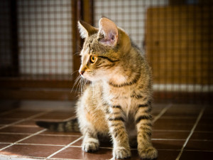 Mia, Lili a Matýsek