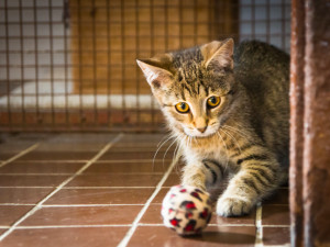 Mia, Lili a Matýsek