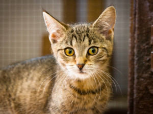 Mia, Lili a Matýsek