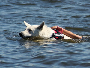 Čtyřnohý pomocník.