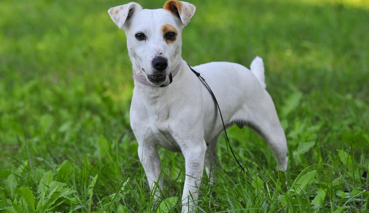 Hledáme páníčka.