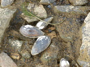 V Mrhalu jsou miliony škeblí.