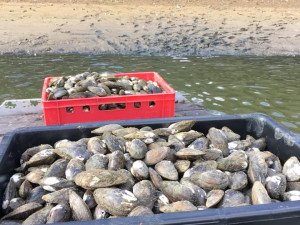 V Mrhalu jsou miliony škeblí.