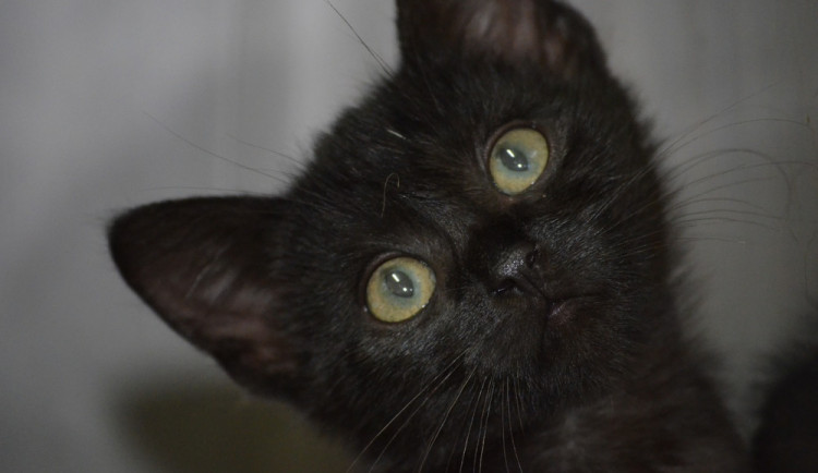 Mladá žena zachránila zatoulané černé kotě. To jí ale přineslo smůlu