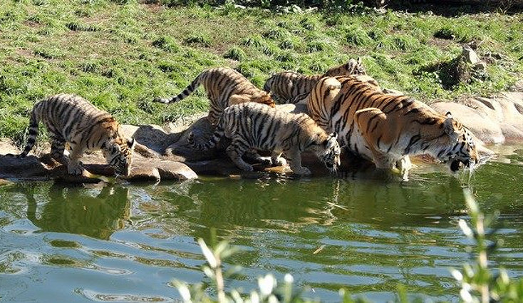 Tygři v Jihočeské zoologické zahradě Hluboká nad Vltavou.