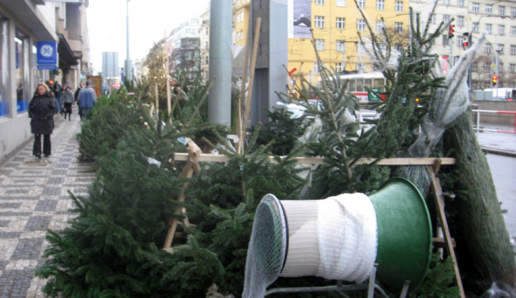 Velká letní vedra a sucho nesníží produkci vánočních stromků