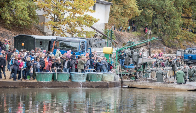 Začal výlov Rožmberka, rybáři čekají 150 tun ryb