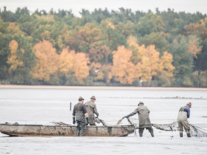 Začal výlov Rožmberka, rybáři čekají 150 tun ryb