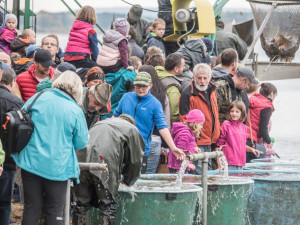 Začal výlov Rožmberka, rybáři čekají 150 tun ryb