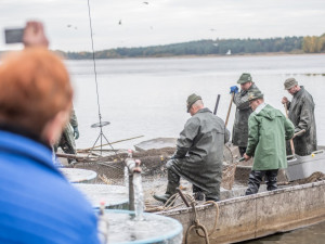 Začal výlov Rožmberka, rybáři čekají 150 tun ryb