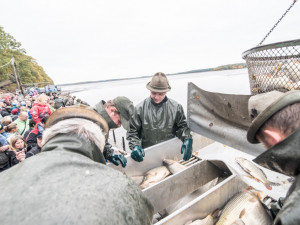 Začal výlov Rožmberka, rybáři čekají 150 tun ryb