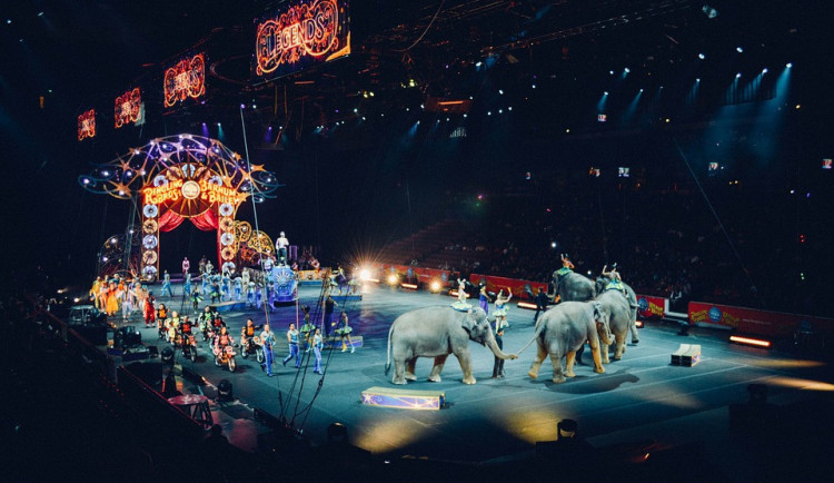 Nechcete se dívat v cirkusech na medvědy a slony? To zjišťuje anketa Ministerstva životního prostředí