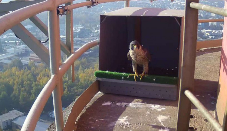 Sokol na komínu teplárny.