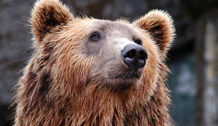O medvěda ze Zlínského kraje má zájem zoo z Belgie