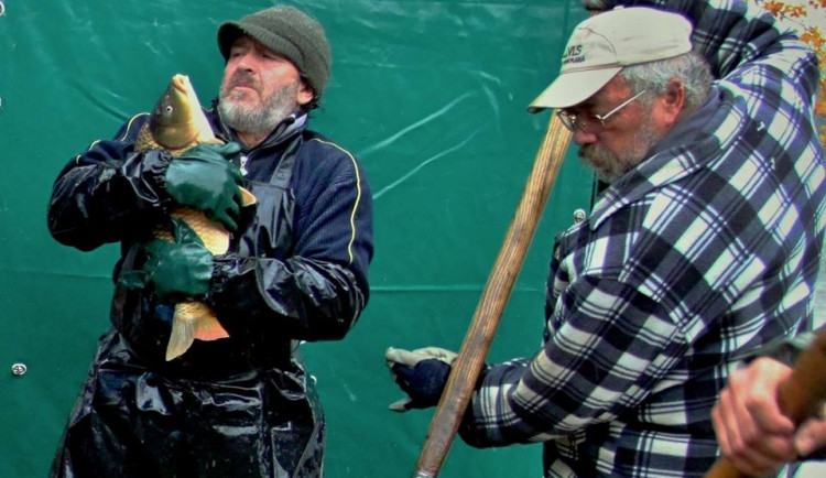 Na výlov šumavského rybníka Olšina se přišlo podívat 2000 lidí