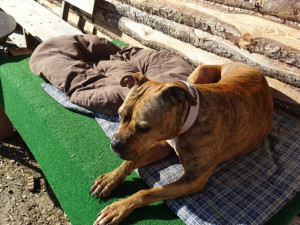 Krásná Dona hledá domov