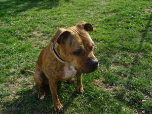 Krásná Dona hledá domov