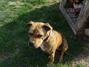 Krásná Dona hledá domov