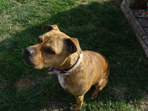 Krásná Dona hledá domov