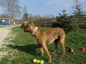 Krásná Dona hledá domov