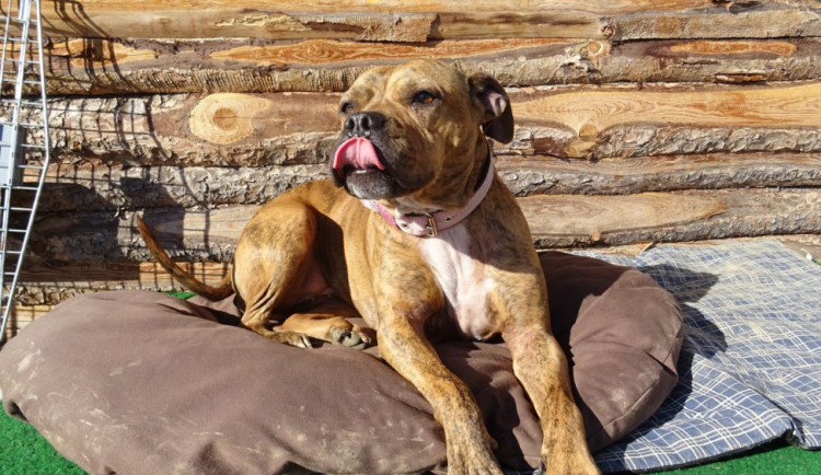 Krásná Dona hledá domov