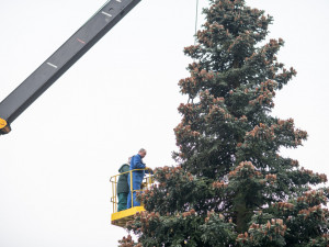 Dvanáctimetrová jedle korejská bude letošním vánočním stromečkem