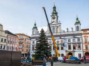 FOTO/ VIDEO: Vánoční stromeček už se chystá z Dobré Vody na budějcké náměstí