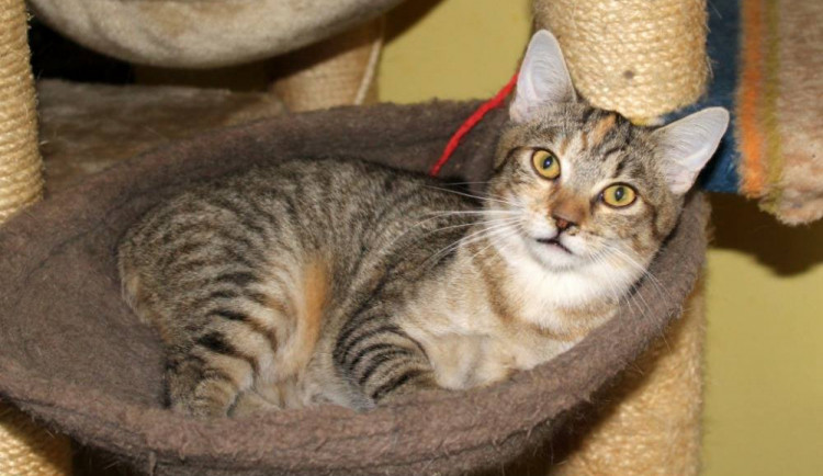 HLEDÁME PÁNÍČKA: Vašík, Lella nebo Sváťa? Který z nich najde nový domov?