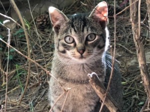 HLEDÁME PÁNÍČKA: Tři koťata Nebojsa, Vykulka a Mouriňák hledají akutně nový domov