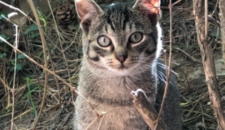 Najdou koťata nový domov?