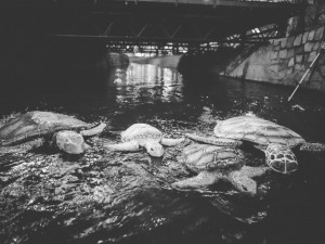 Želvy v Mlýnské stoce nejsou jen výkřikem do tmy. Představují projekt LOVE