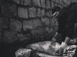 Želvy v Mlýnské stoce nejsou jen výkřikem do tmy. Představují projekt LOVE