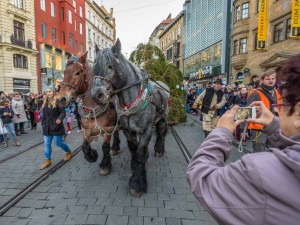 Vánoční strom na náměstí přivezli koně.