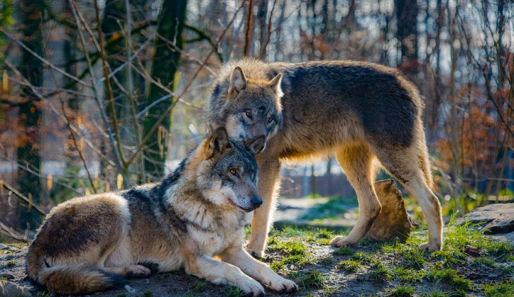 Počet vlků na Šumavě se pohybuje v řádu jednotek