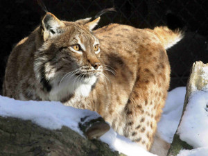 V Nasvícené zoo se objeví lední medvěd nebo tučňáci