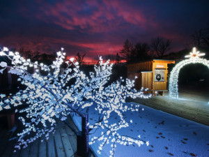 V Nasvícené zoo se objeví lední medvěd nebo tučňáci
