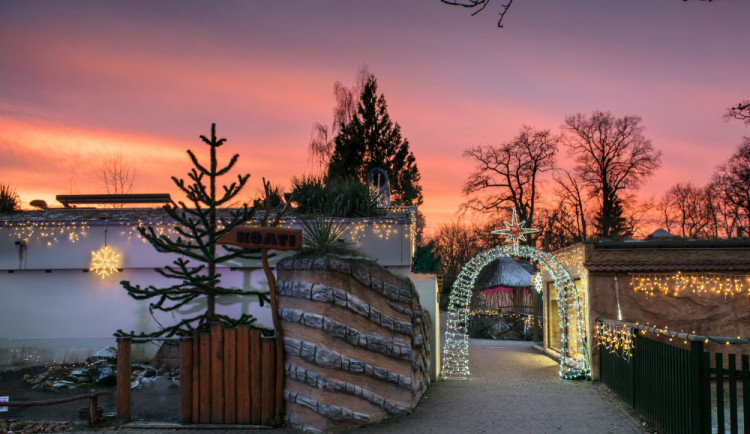 V Nasvícené zoo se objeví lední medvěd nebo tučňáci