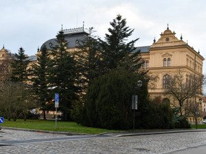 České Budějovice objektivem Milana Bindera a perem Martina Maršíka: Kácet, či nekácet?