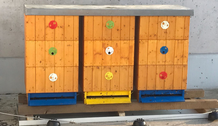 Med z centra Budějc je stejně kvalitní jako ten z Chráněné krajinné oblasti Blanský les