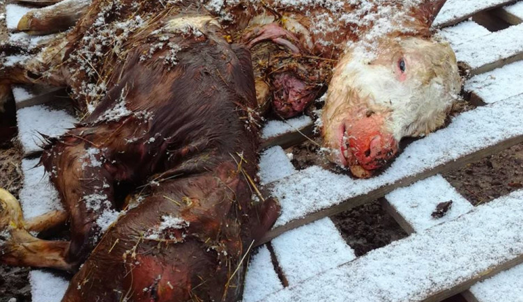 Silvestrovské oslavy přinesly smrt. Zabíjely petardy