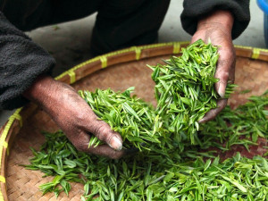 Inspektoři odhalili v zeleném čaji z Číny mix nebezpečných pesticidů