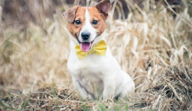 HLEDÁME PÁNÍČKA: Fešák Tony je připraven do nové rodiny