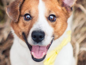 Fešák Tony je připraven do nové rodiny