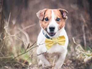 Fešák Tony je připraven do nové rodiny