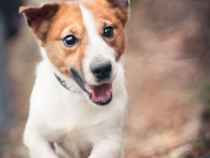 Fešák Tony je připraven do nové rodiny